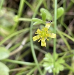 Ranunculus amphitrichus (Small River Buttercup) at Cotter River, ACT - 3 Feb 2022 by JaneR
