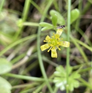 Ranunculus amphitrichus at Cotter River, ACT - 3 Feb 2022