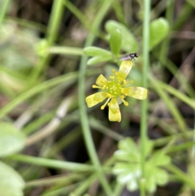 Ranunculus amphitrichus (Small River Buttercup) at Cotter River, ACT - 3 Feb 2022 by JaneR