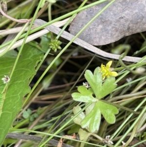 Ranunculus amphitrichus at Cotter River, ACT - 3 Feb 2022