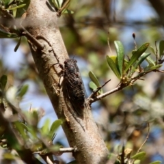 Atrapsalta sp. (genus) (Unidentified bark squeaker) at Mongarlowe, NSW - 3 Feb 2022 by LisaH