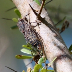 Atrapsalta sp. (genus) at Mongarlowe, NSW - 3 Feb 2022