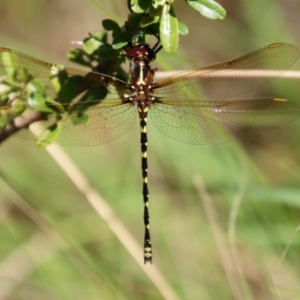 Synthemis eustalacta at QPRC LGA - 3 Feb 2022