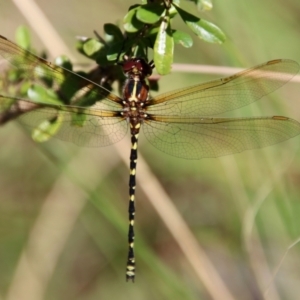 Synthemis eustalacta at QPRC LGA - 3 Feb 2022