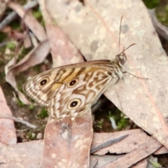 Geitoneura acantha (Ringed Xenica) at Mongarlowe, NSW - 3 Feb 2022 by LisaH