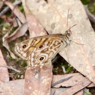 Geitoneura acantha (Ringed Xenica) at Mongarlowe River - 3 Feb 2022 by LisaH