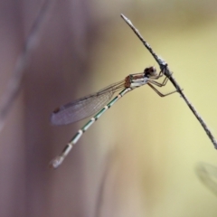 Austrolestes leda (Wandering Ringtail) at Mongarlowe, NSW - 3 Feb 2022 by LisaH