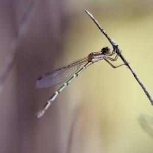 Austrolestes leda at Mongarlowe, NSW - suppressed