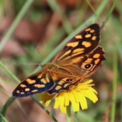 Heteronympha paradelpha (Spotted Brown) at Mongarlowe, NSW - 3 Feb 2022 by LisaH