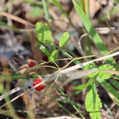 Rubus parvifolius (Native Raspberry) at Mongarlowe, NSW - 3 Feb 2022 by LisaH