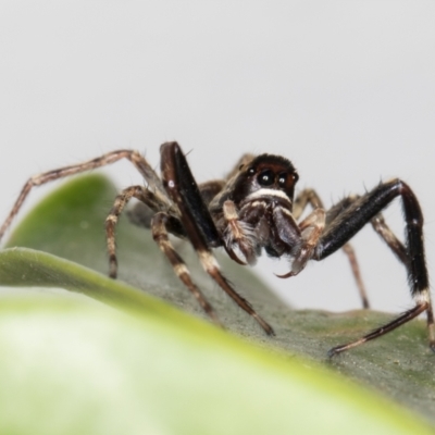 Helpis minitabunda (Threatening jumping spider) at Melba, ACT - 24 Nov 2021 by kasiaaus