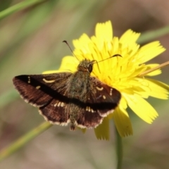 Dispar compacta (Barred Skipper) at Mongarlowe, NSW - 3 Feb 2022 by LisaH