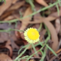 Coronidium gunnianum (Gunn's Everlasting) at Mongarlowe, NSW - 3 Feb 2022 by LisaH