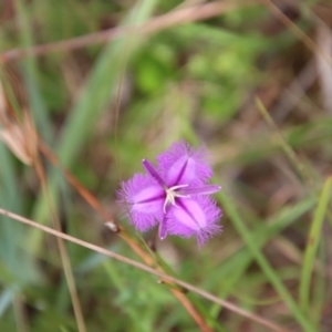 Thysanotus sp. at Mongarlowe, NSW - suppressed