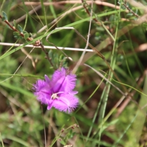 Thysanotus sp. at Mongarlowe, NSW - suppressed