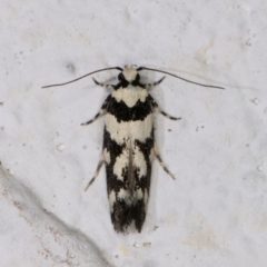 Macrobathra (genus) (A cosmet moth) at Melba, ACT - 24 Nov 2021 by kasiaaus
