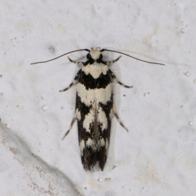 Macrobathra (genus) (A cosmet moth) at Melba, ACT - 24 Nov 2021 by kasiaaus