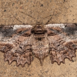 Pholodes sinistraria at Melba, ACT - 25 Nov 2021