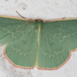 Chlorocoma dichloraria at Melba, ACT - 25 Nov 2021