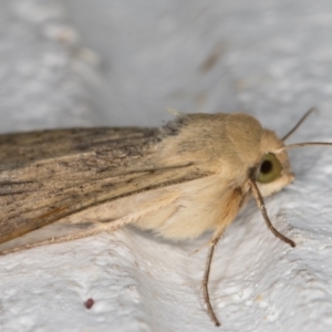 Helicoverpa (genus) at Melba, ACT - 25 Nov 2021