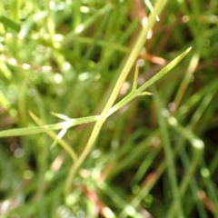 Haloragis heterophylla (Variable Raspwort) at Mount Painter - 2 Feb 2022 by drakes