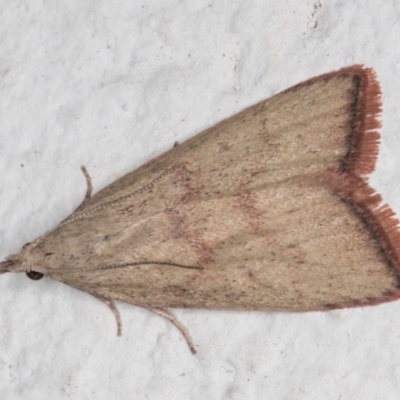Callionyma sarcodes (A Galleriinae moth) at Melba, ACT - 24 Nov 2021 by kasiaaus