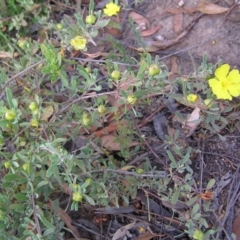 Hibbertia obtusifolia (Grey Guinea-flower) at Stromlo, ACT - 3 Feb 2022 by MatthewFrawley