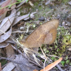 Heteronympha merope (Common Brown Butterfly) at Stromlo, ACT - 2 Feb 2022 by MatthewFrawley