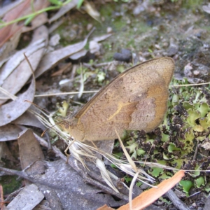 Heteronympha merope at Stromlo, ACT - 3 Feb 2022