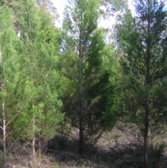 Callitris endlicheri (Black Cypress Pine) at Stromlo, ACT - 2 Feb 2022 by MatthewFrawley