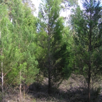 Callitris endlicheri (Black Cypress Pine) at Stromlo, ACT - 2 Feb 2022 by MatthewFrawley