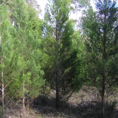 Callitris endlicheri (Black Cypress Pine) at Stromlo, ACT - 3 Feb 2022 by MatthewFrawley