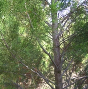 Callitris endlicheri at Stromlo, ACT - 3 Feb 2022