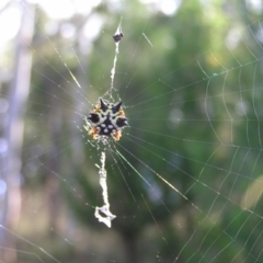 Austracantha minax (Christmas Spider, Jewel Spider) at Stromlo, ACT - 3 Feb 2022 by MatthewFrawley