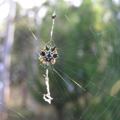 Austracantha minax (Christmas Spider, Jewel Spider) at Stromlo, ACT - 2 Feb 2022 by MatthewFrawley