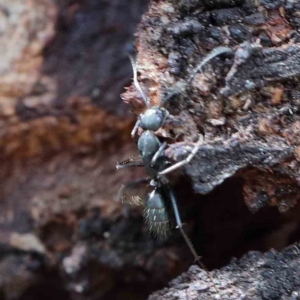 Camponotus sp. (genus) at Yarralumla, ACT - 22 Jan 2022 03:15 PM