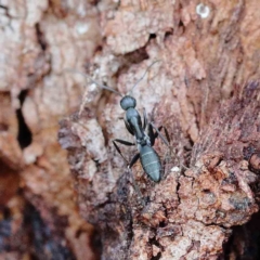 Camponotus sp. (genus) at Yarralumla, ACT - 22 Jan 2022 03:15 PM