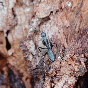 Camponotus sp. (genus) at Yarralumla, ACT - 22 Jan 2022 03:15 PM