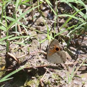 Junonia villida at Yarralumla, ACT - 22 Jan 2022 02:59 PM