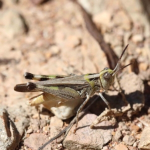 Chortoicetes terminifera at Yarralumla, ACT - 22 Jan 2022 04:01 PM