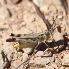 Chortoicetes terminifera at Yarralumla, ACT - 22 Jan 2022 04:01 PM