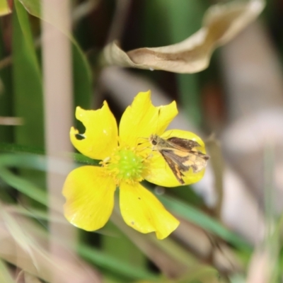 Ocybadistes walkeri (Green Grass-dart) at Mongarlowe River - 3 Feb 2022 by LisaH