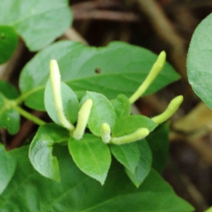 Lonicera japonica at Yarralumla, ACT - 22 Jan 2022 02:54 PM