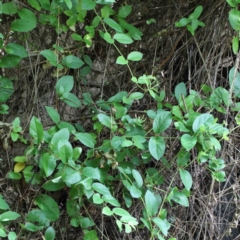 Lonicera japonica at Yarralumla, ACT - 22 Jan 2022 02:54 PM