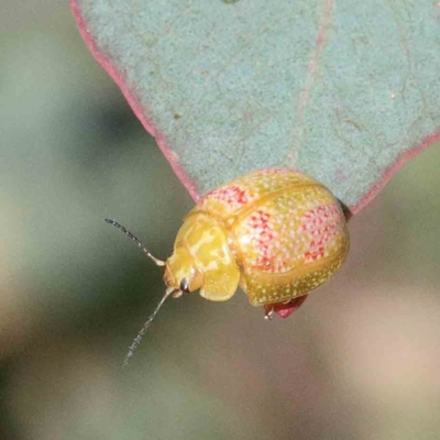 Paropsisterna fastidiosa (Eucalyptus leaf beetle) at Blue Gum Point to Attunga Bay - 22 Jan 2022 by ConBoekel