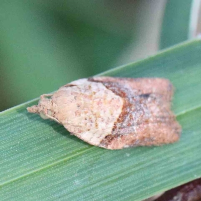 Epiphyas postvittana (Light Brown Apple Moth) at Blue Gum Point to Attunga Bay - 22 Jan 2022 by ConBoekel