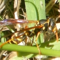 Polistes (Polistes) chinensis (Asian paper wasp) at Jerrabomberra, NSW - 3 Feb 2022 by TmacPictures