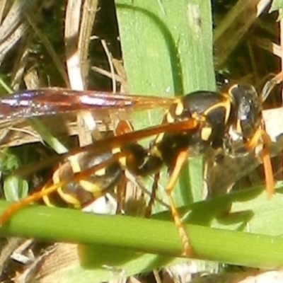 Polistes (Polistes) chinensis (Asian paper wasp) at Jerrabomberra, NSW - 3 Feb 2022 by TmacPictures