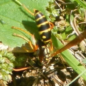 Polistes (Polistes) chinensis at Jerrabomberra, NSW - suppressed