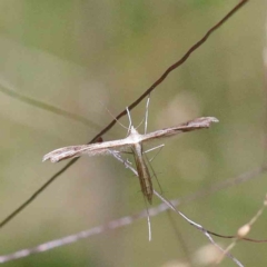 Platyptilia celidotus (Plume Moth) at Blue Gum Point to Attunga Bay - 22 Jan 2022 by ConBoekel